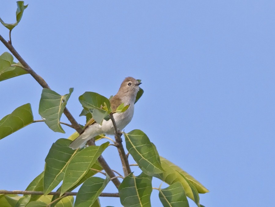 Green-backed Honeyguide - ML233721731