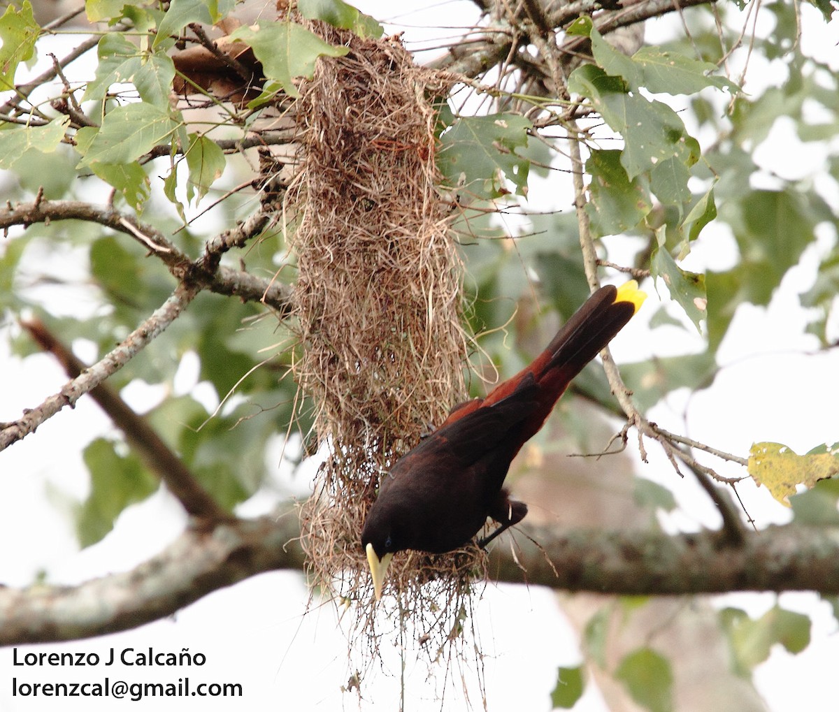 Crested Oropendola - ML233723011