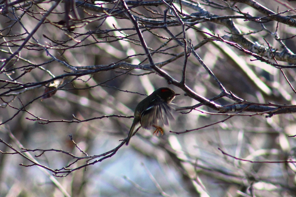 Ruby-crowned Kinglet - ML23372311