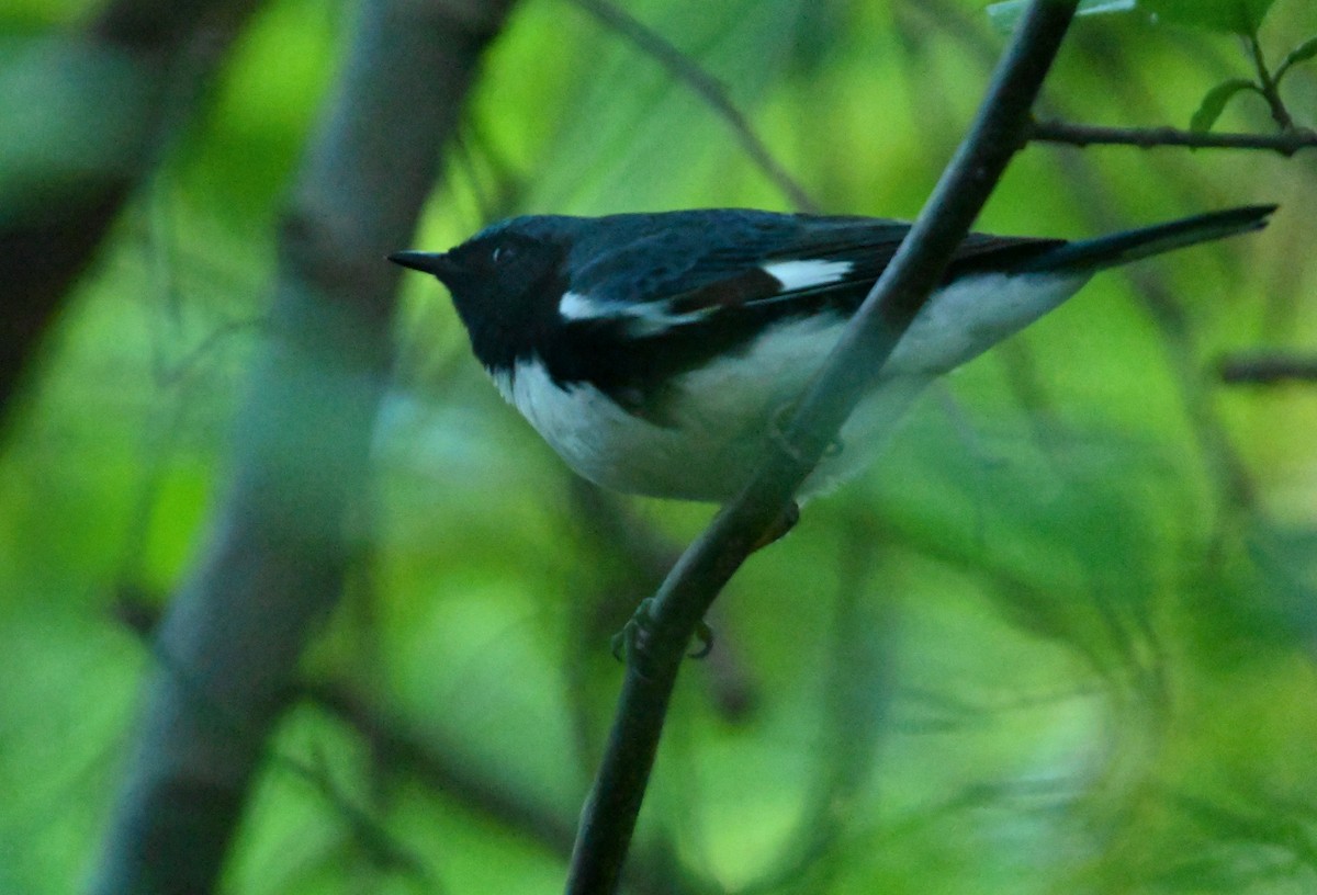 Black-throated Blue Warbler - ML233723841