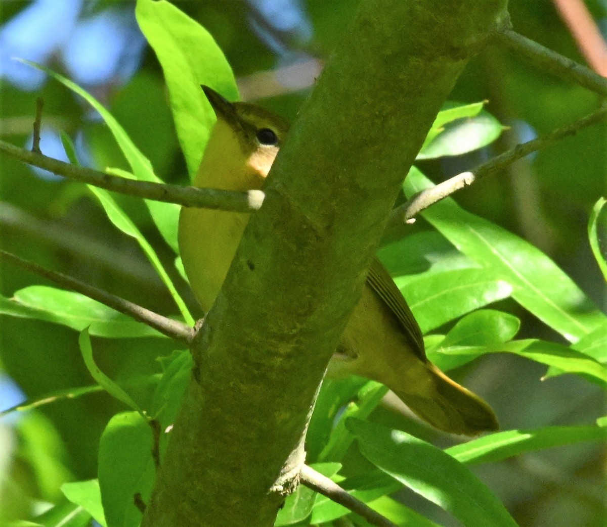 Common Yellowthroat - ML233725801