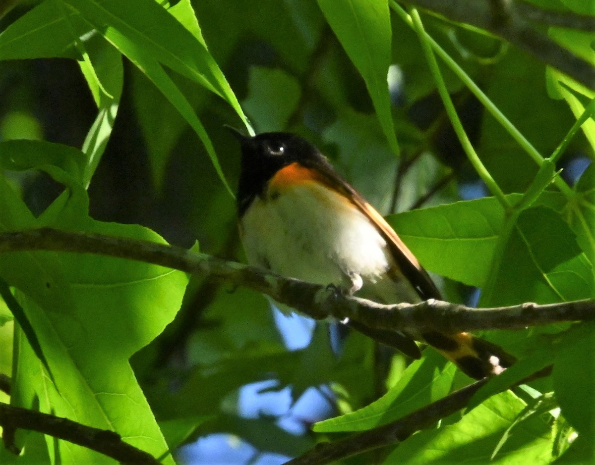 Paruline flamboyante - ML233725831