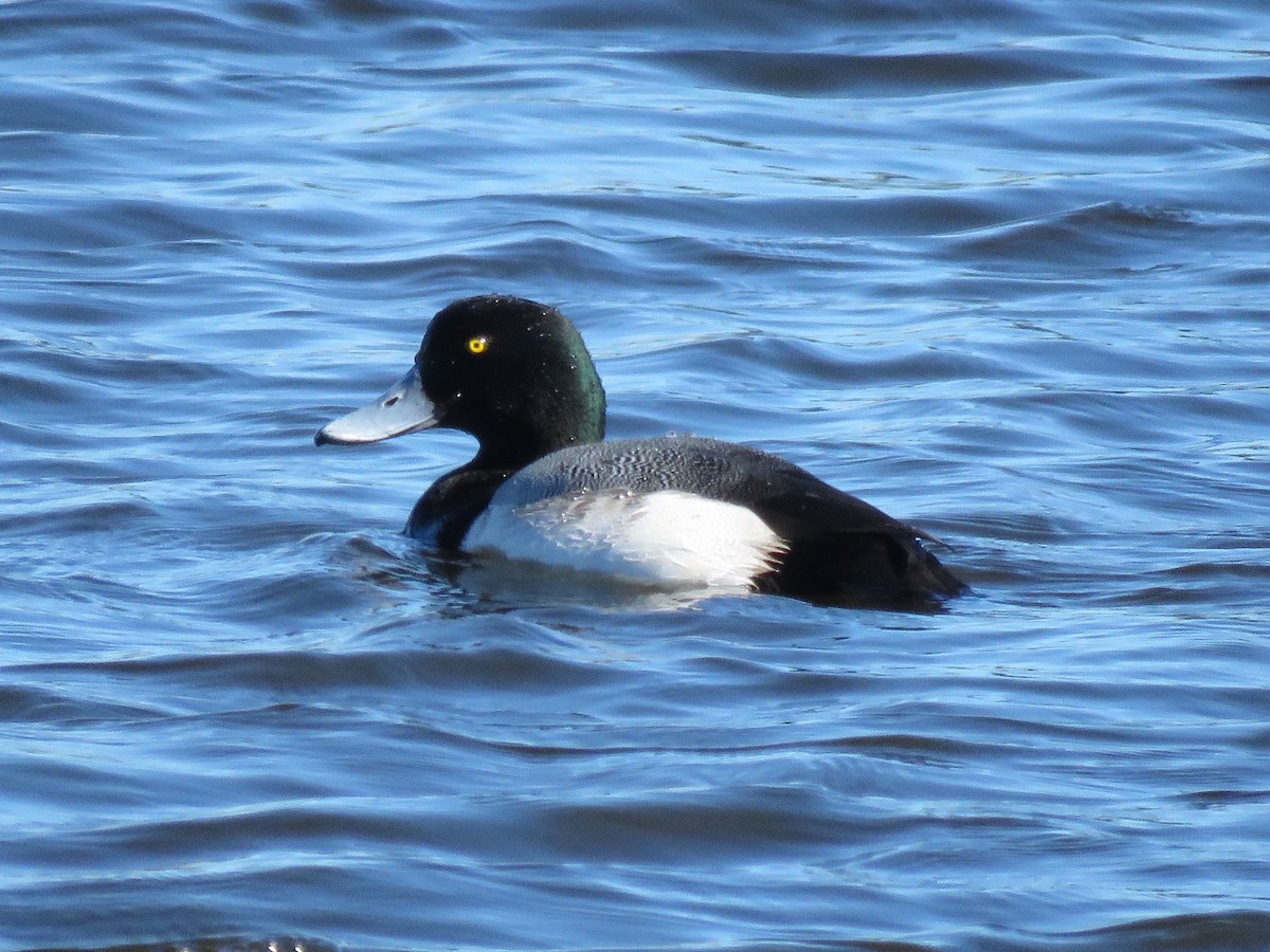 Greater Scaup - Lloyd Davis