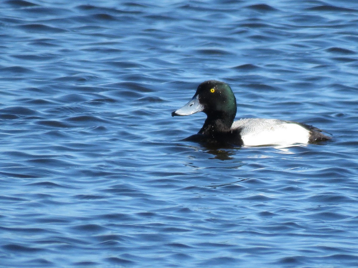 Greater Scaup - Lloyd Davis