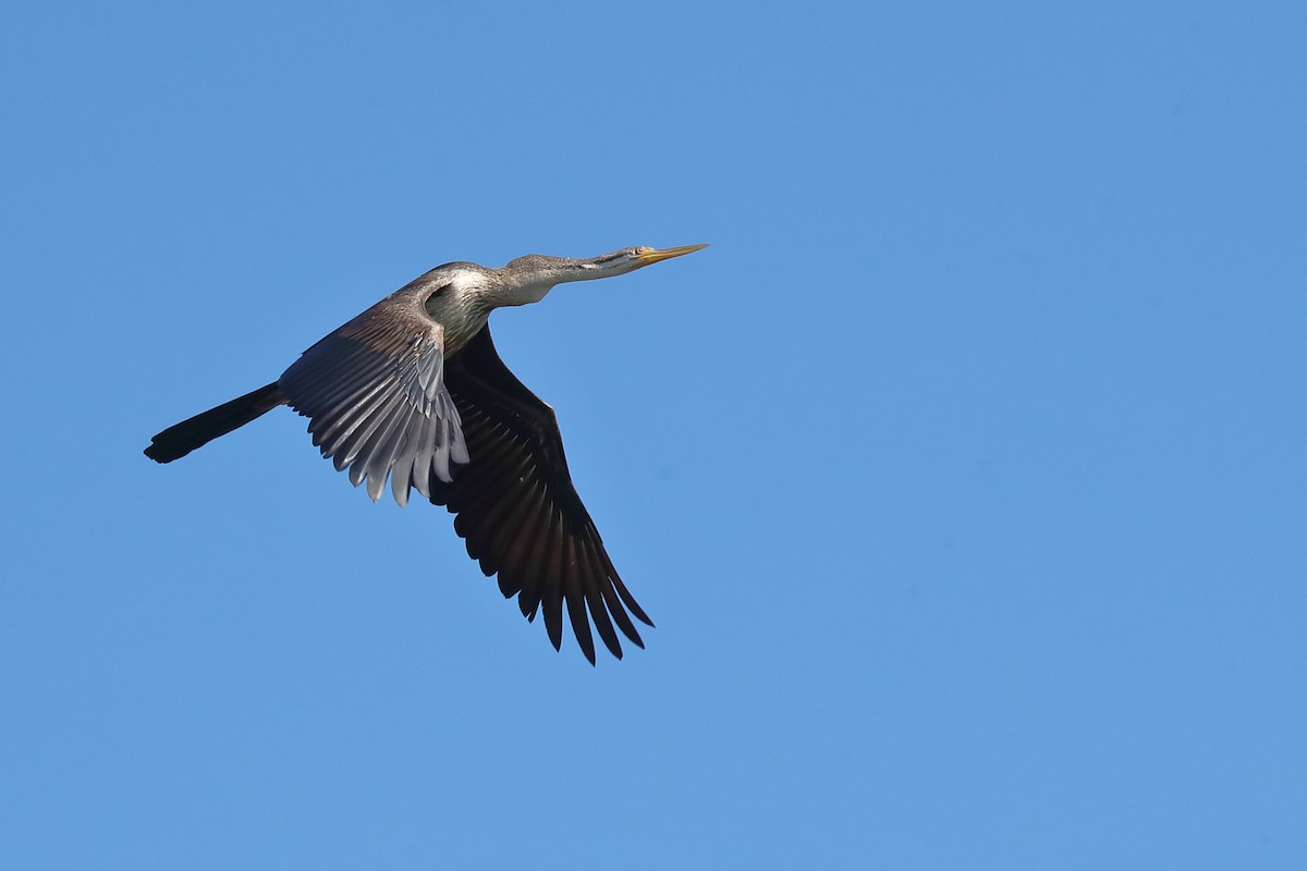 Australasian Darter - Todd Burrows