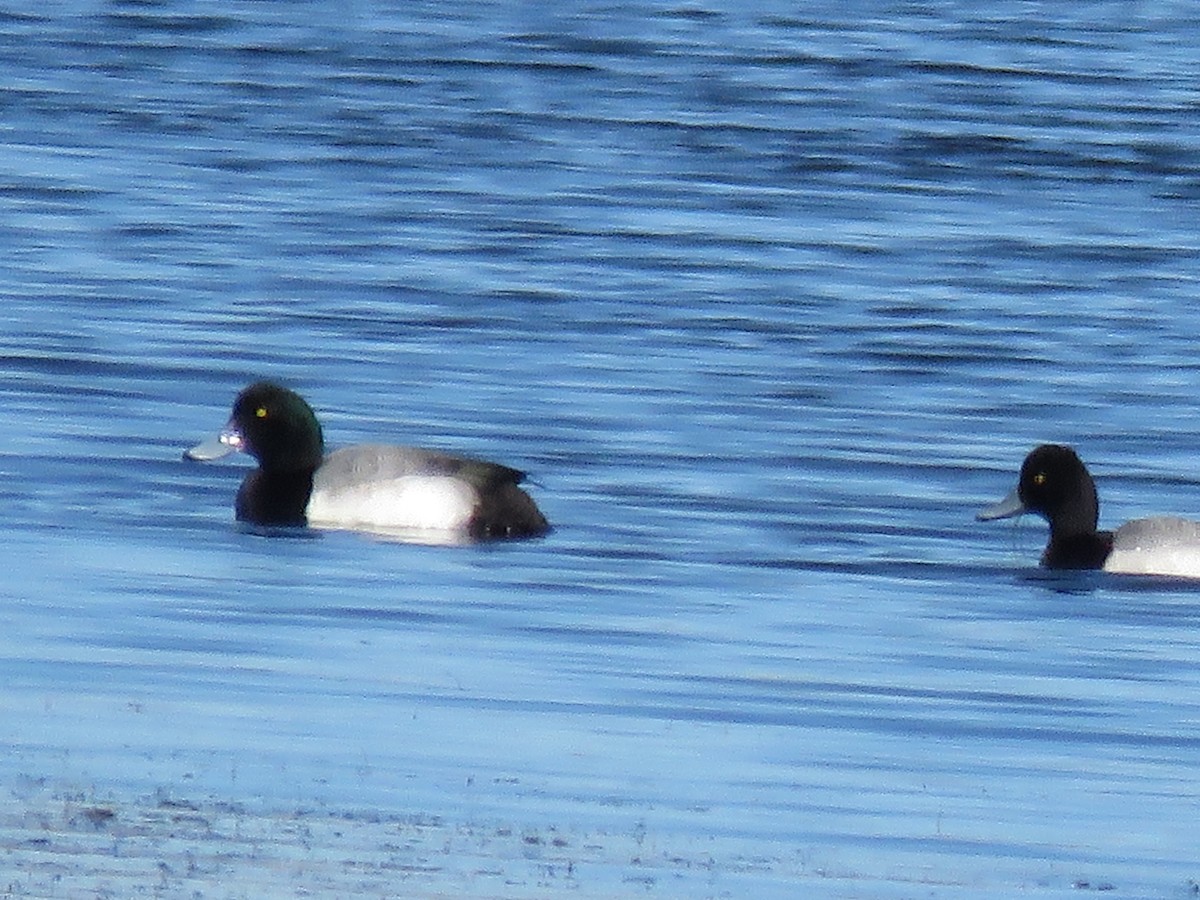 Greater Scaup - Lloyd Davis