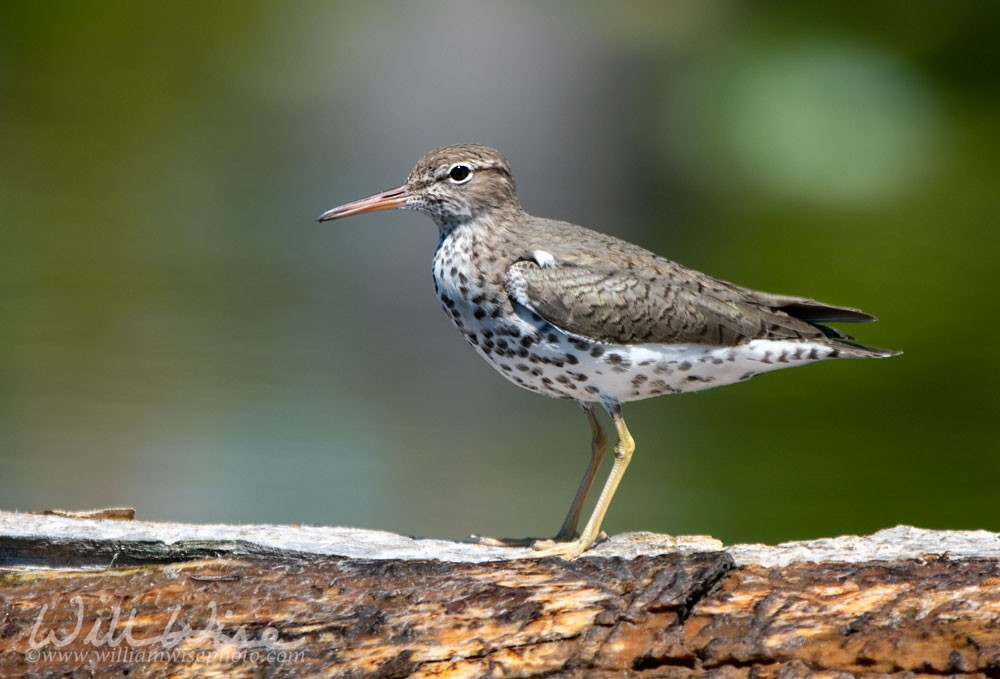 Spotted Sandpiper - ML233728061