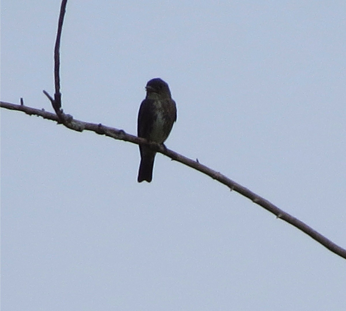 Olive-sided Flycatcher - ML23372871