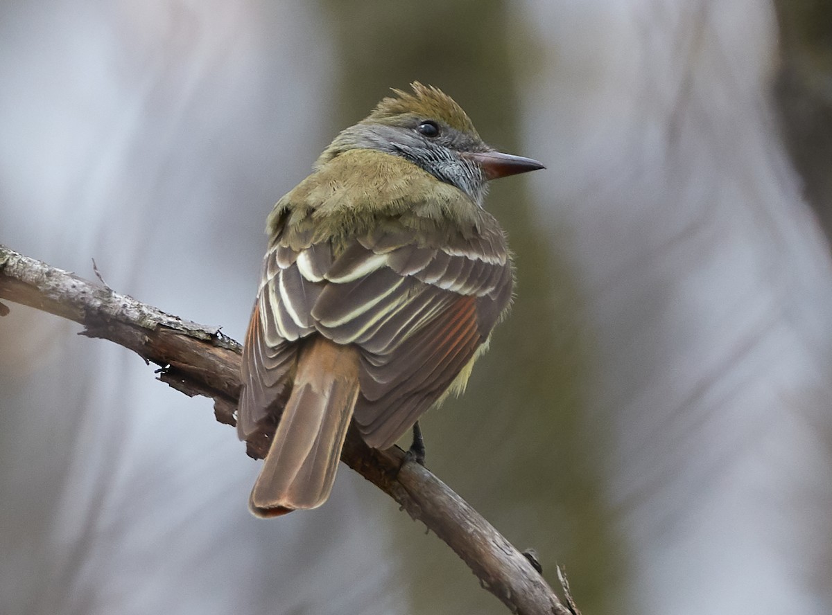Great Crested Flycatcher - ML233731191