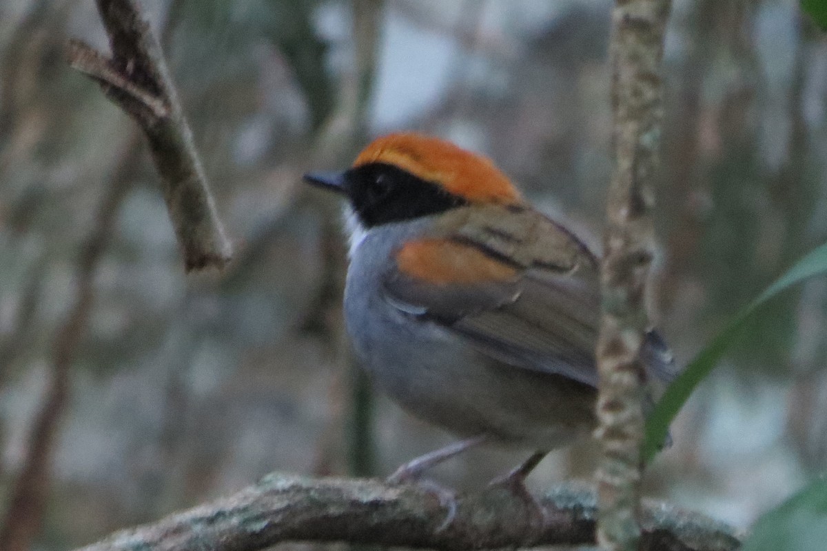 Black-cheeked Gnateater - Aldori Cunha