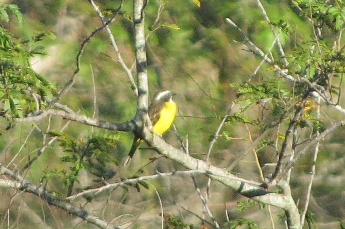 Boat-billed Flycatcher - Aldori Cunha