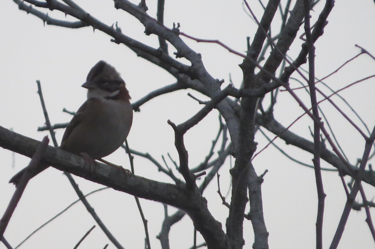 Rufous-collared Sparrow - Aldori Cunha