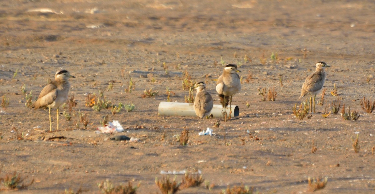 Peruvian Thick-knee - Orlando Jarquín