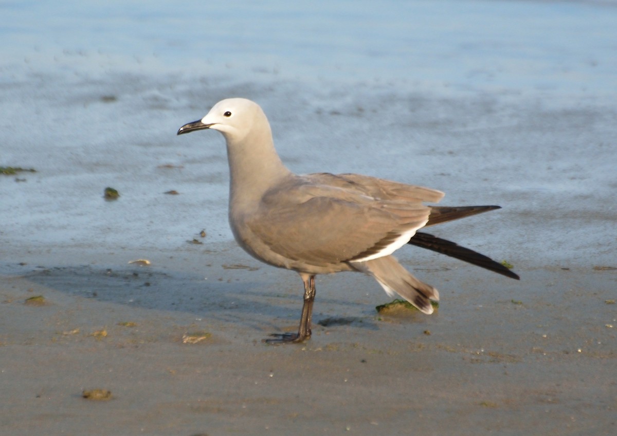 Gray Gull - ML233731981