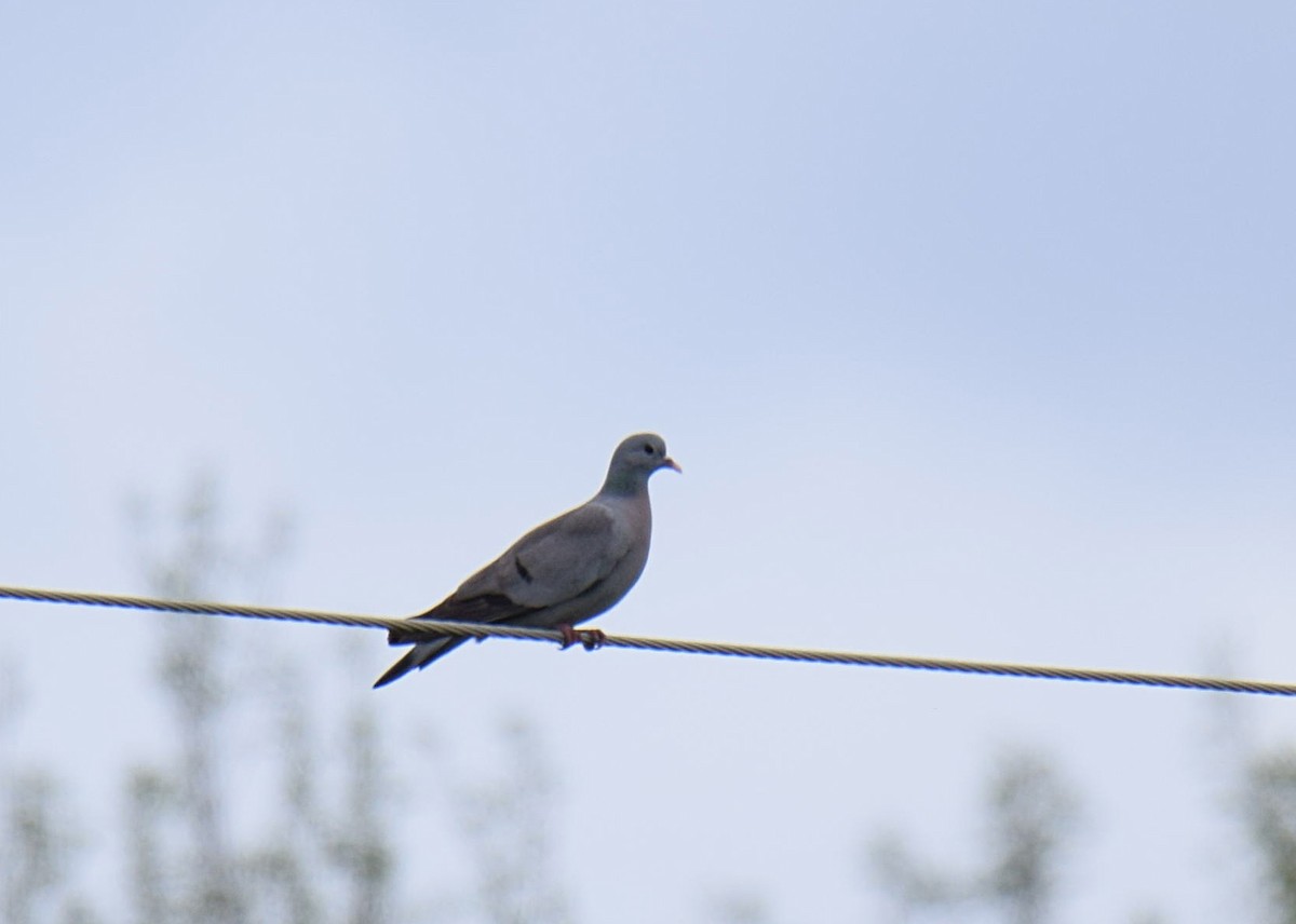 Stock Dove - ML233732171