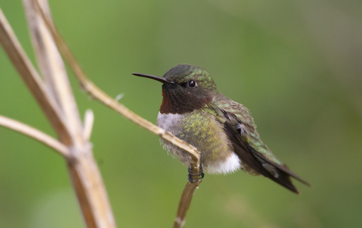 Ruby-throated Hummingbird - Marky Mutchler