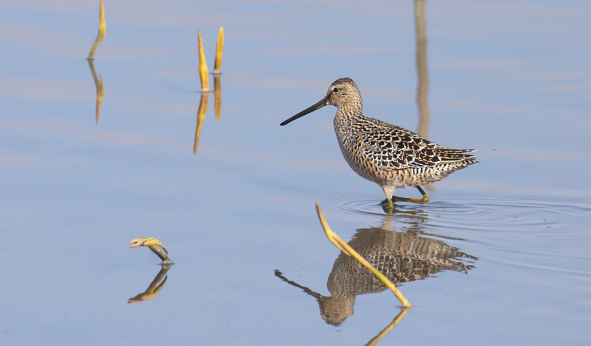 Long-billed Dowitcher - Marky Mutchler