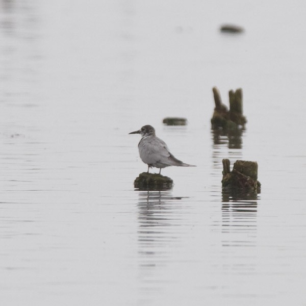 Black Tern (Eurasian) - ML233734251