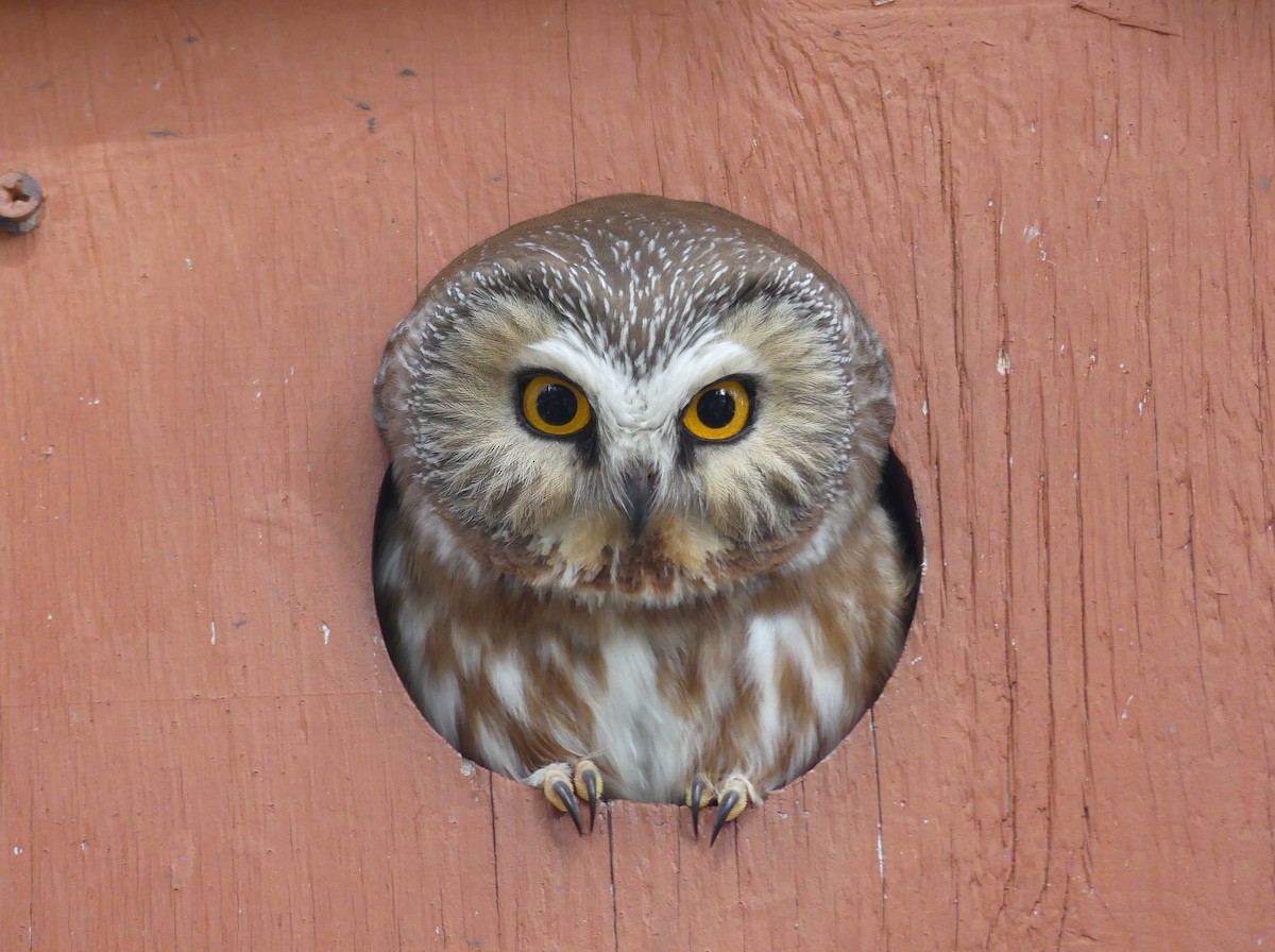 Northern Saw-whet Owl - ML233736711