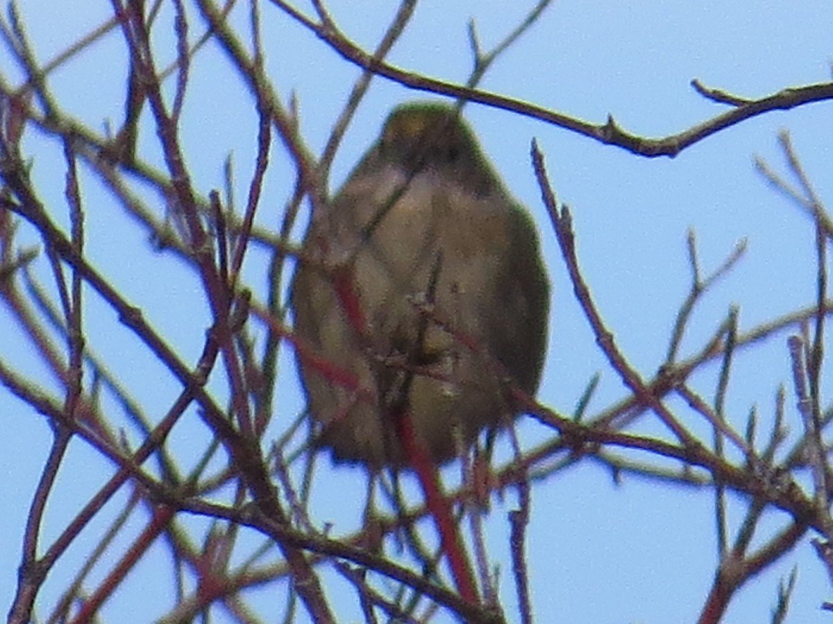 Golden-crowned Sparrow - ML23373681
