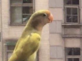 Rosy-faced Lovebird - ML233736831