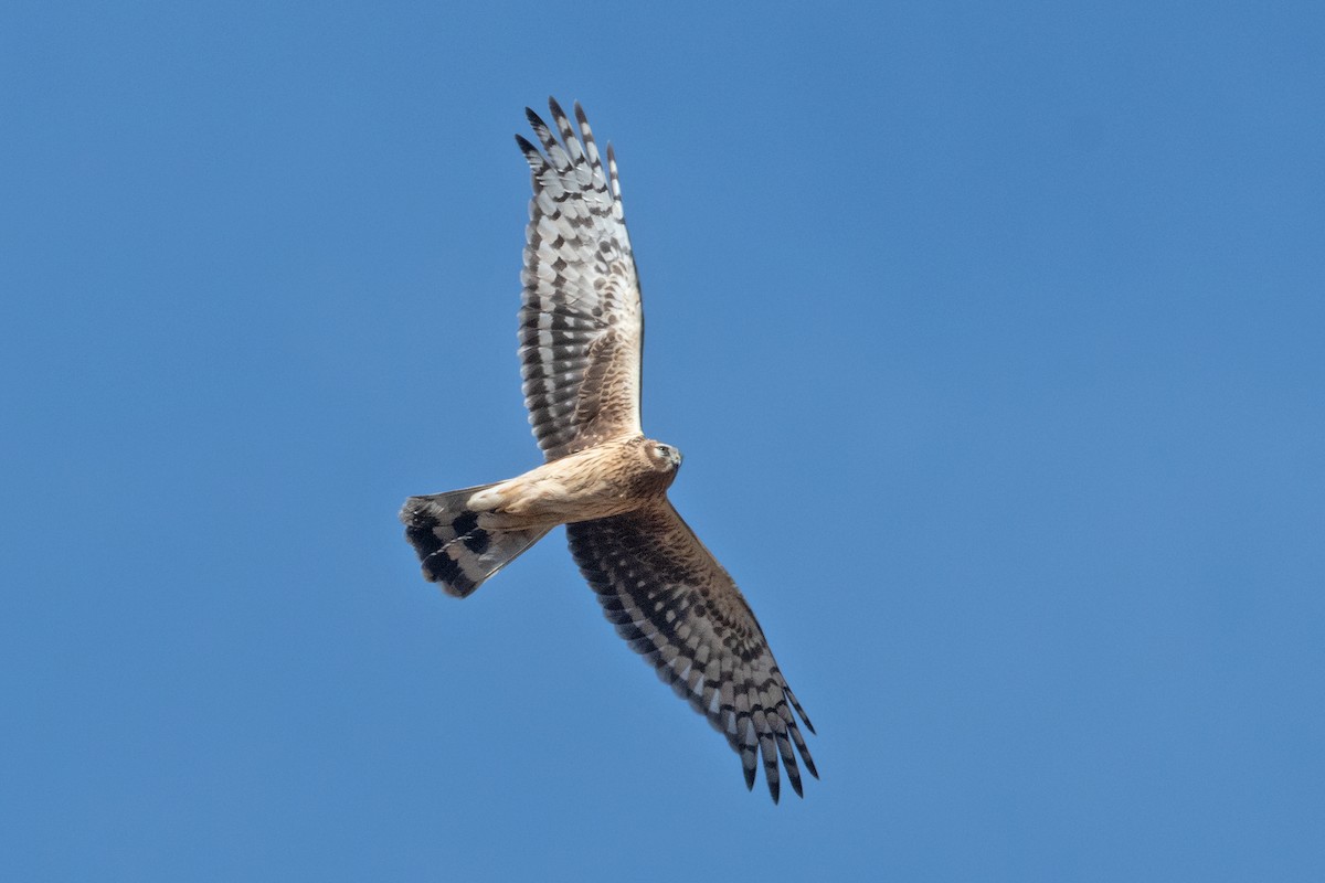 Hen Harrier - ML233737311