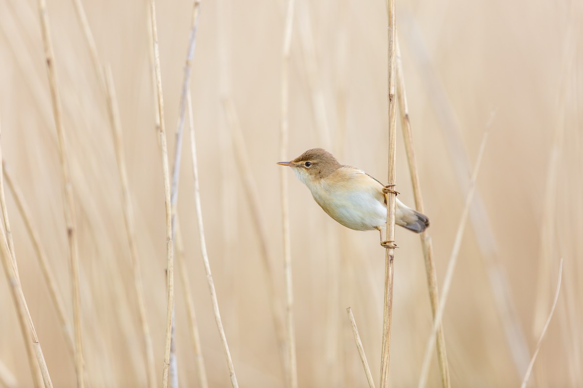 Common Reed Warbler - ML233737511