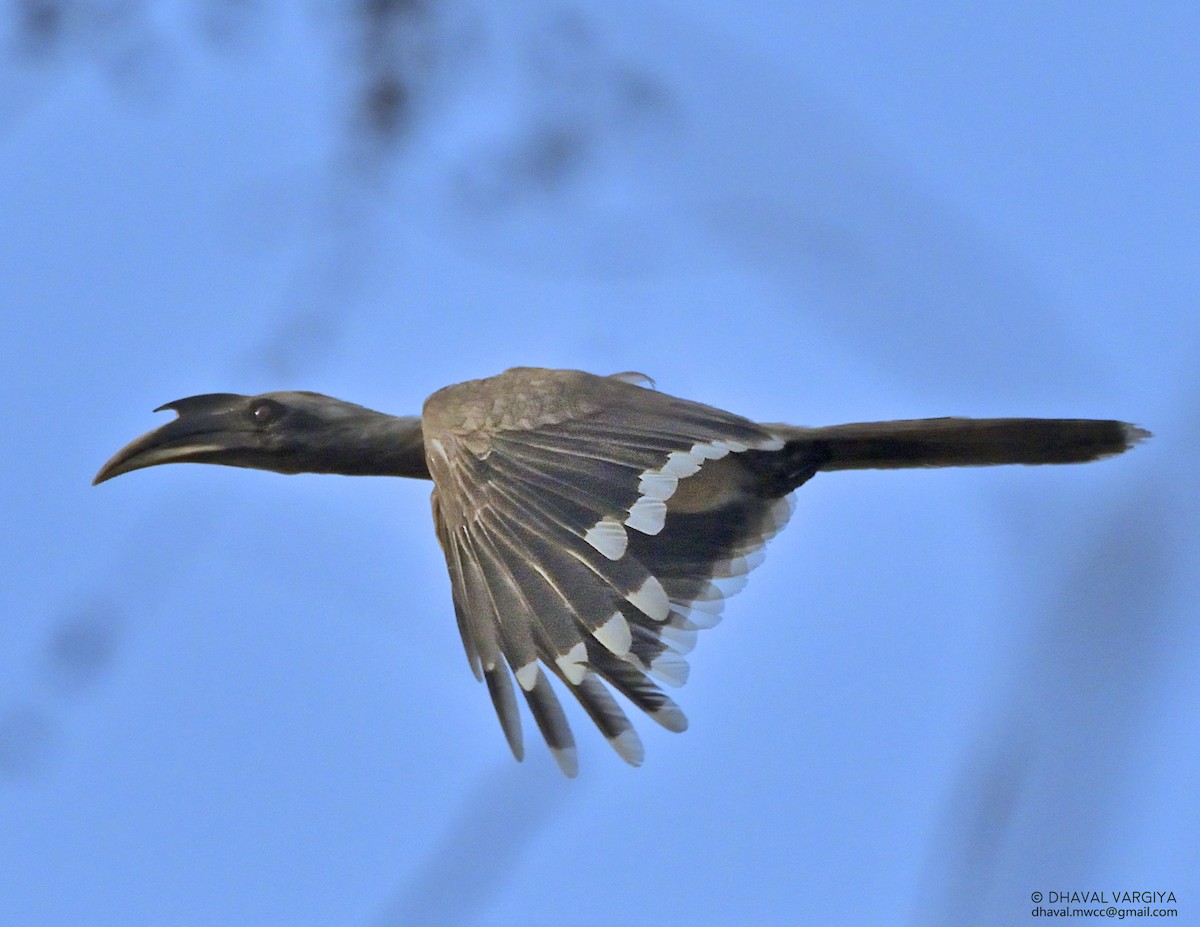 Indian Gray Hornbill - ML233737681