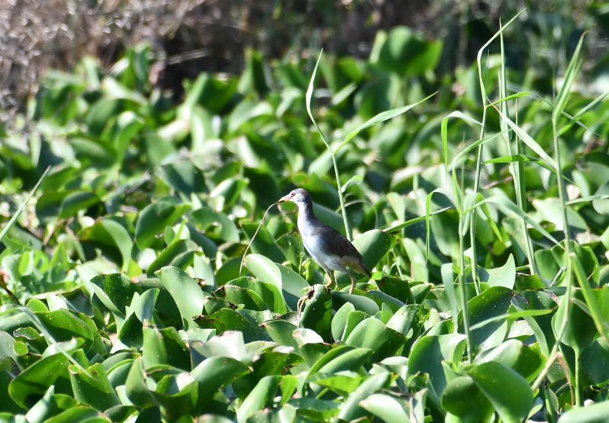 White-browed Crake - 張 俊章