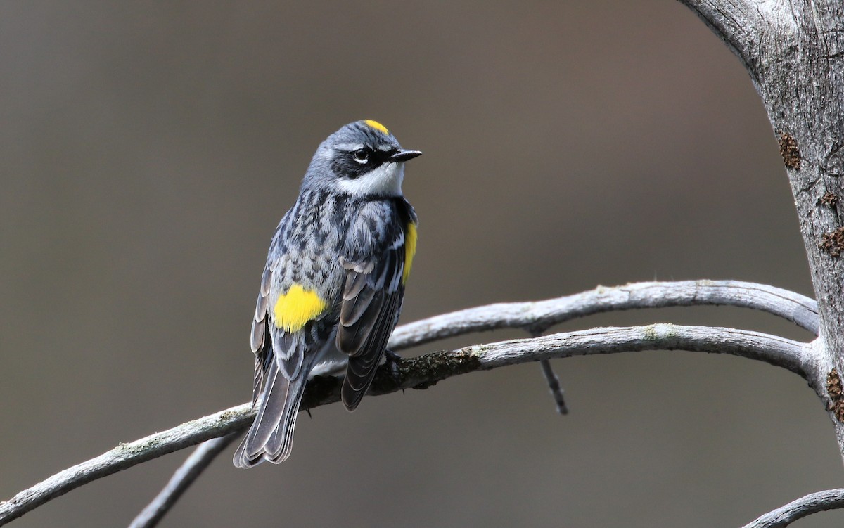 Yellow-rumped Warbler - Diane St-Jacques