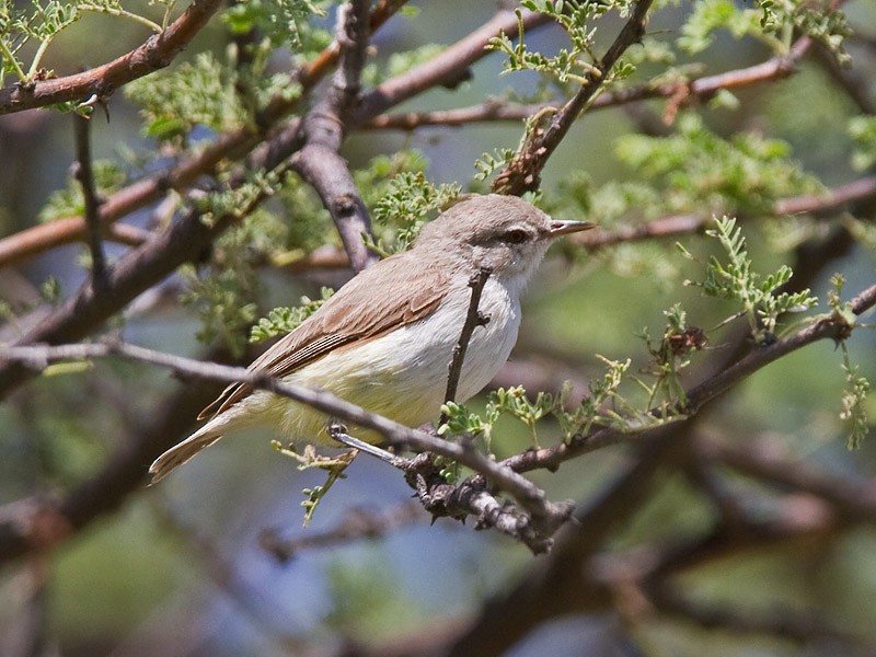 Yellow-bellied Eremomela - ML233739281