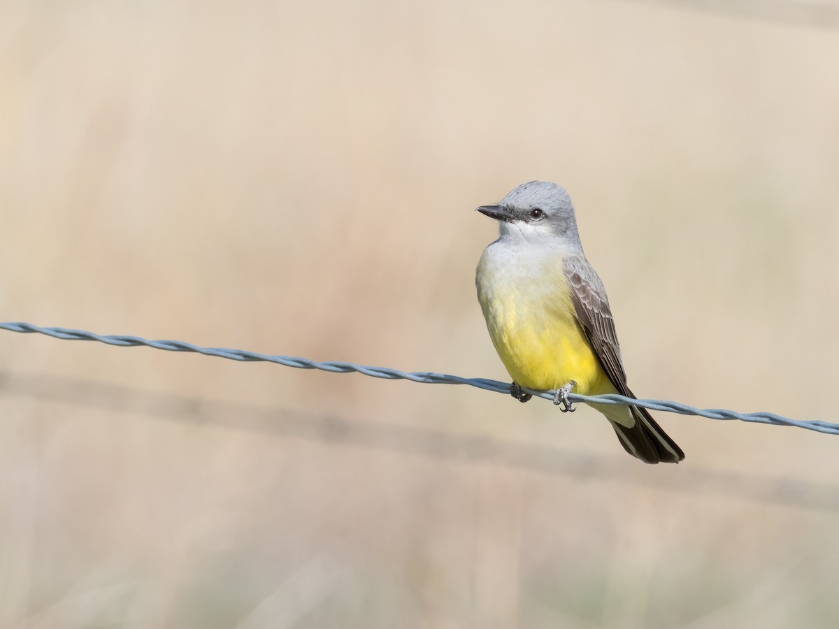 Western Kingbird - Steve Wickliffe