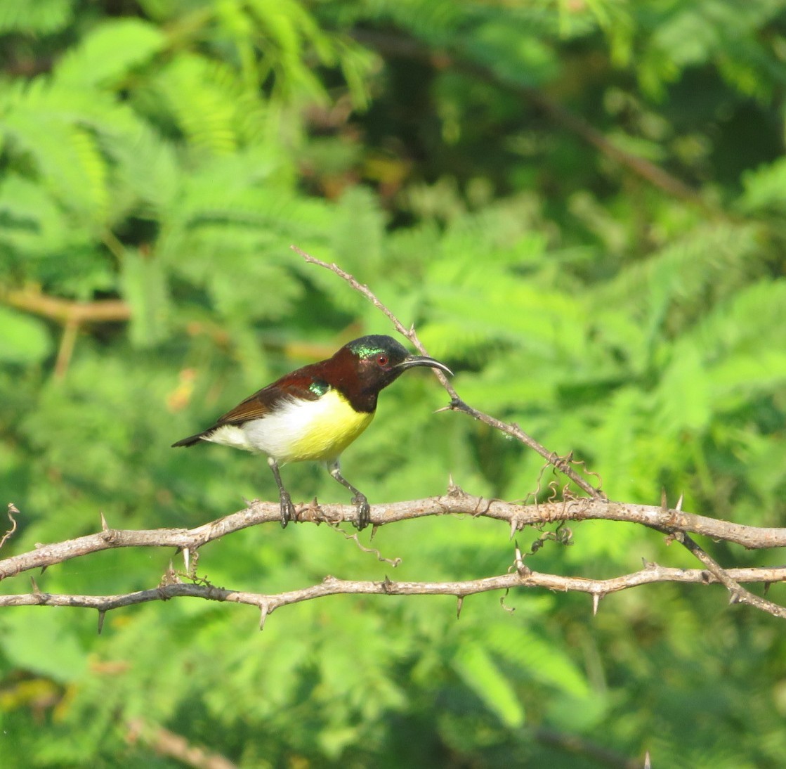 Purple-rumped Sunbird - ML233740171