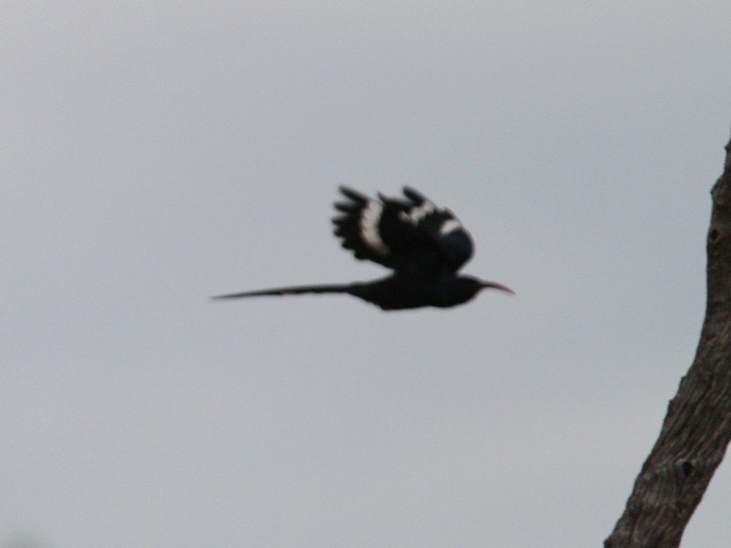 Violet Woodhoopoe (Violet) - ML233740201