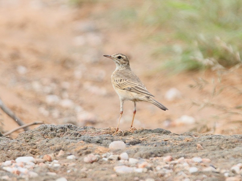 Buffy Pipit - Niall D Perrins