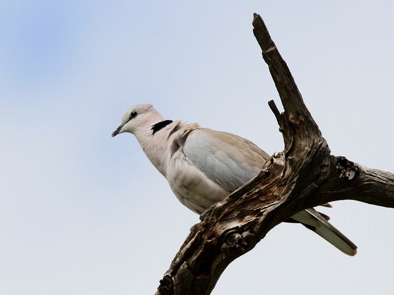 Ring-necked Dove - ML233740421