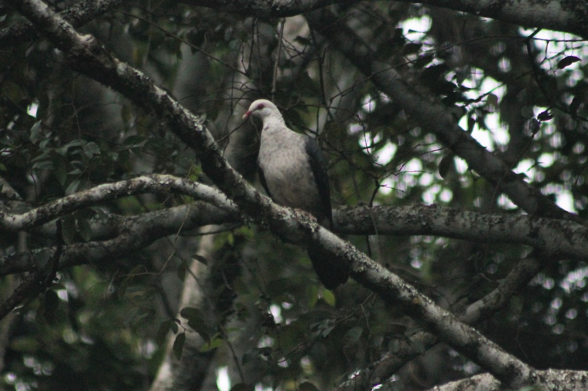 Pigeon leucomèle - ML233740771