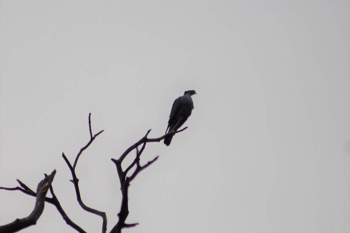 Topknot Pigeon - ML233740961