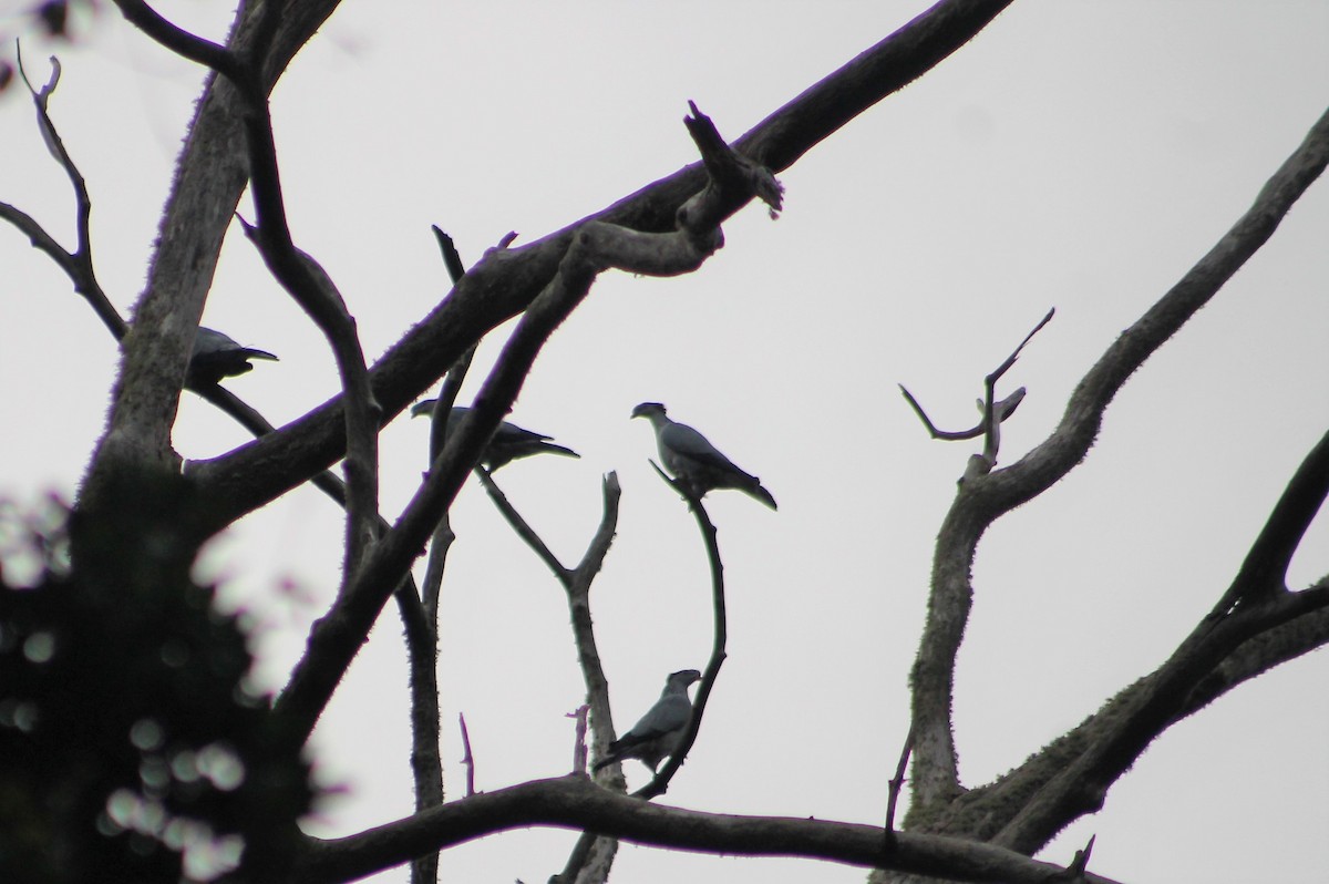 Topknot Pigeon - ML233740971