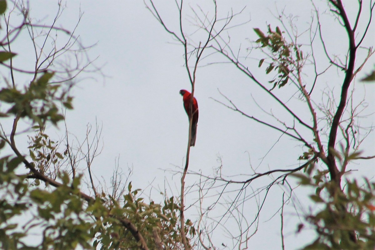 Crimson Rosella (Crimson) - Sam Adams