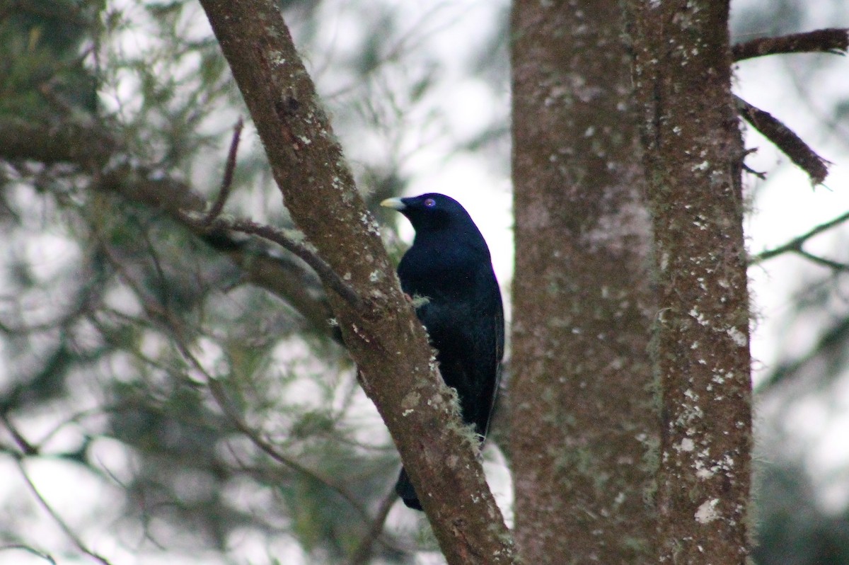 Satin Bowerbird - Sam Adams