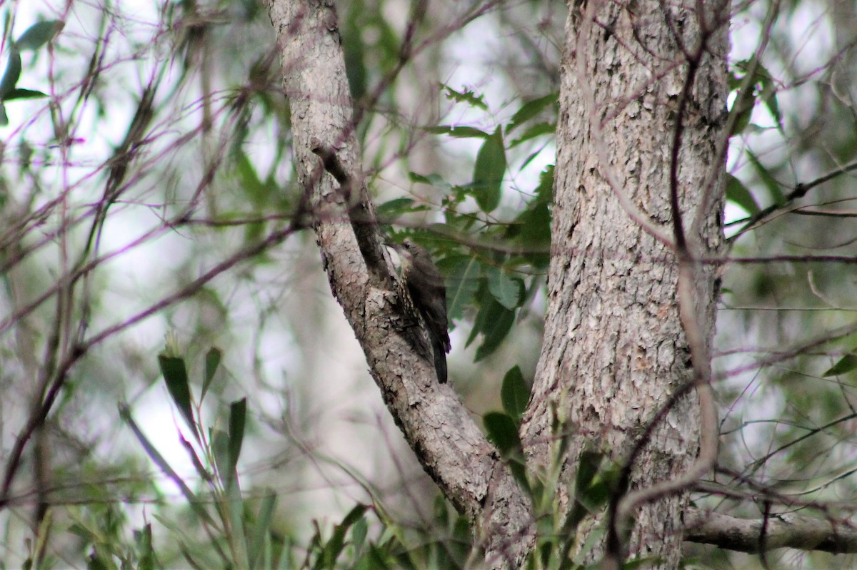 White-throated Treecreeper - Sam Adams