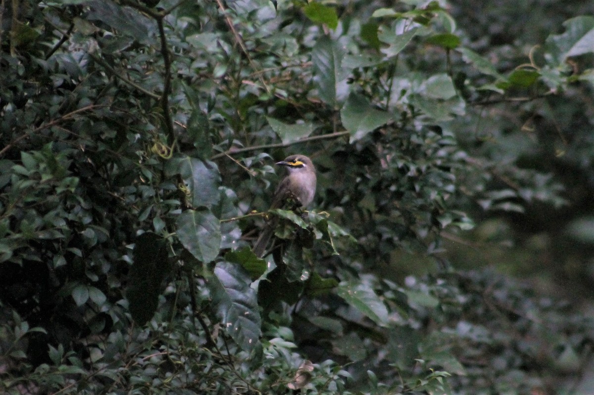 Yellow-faced Honeyeater - ML233741101