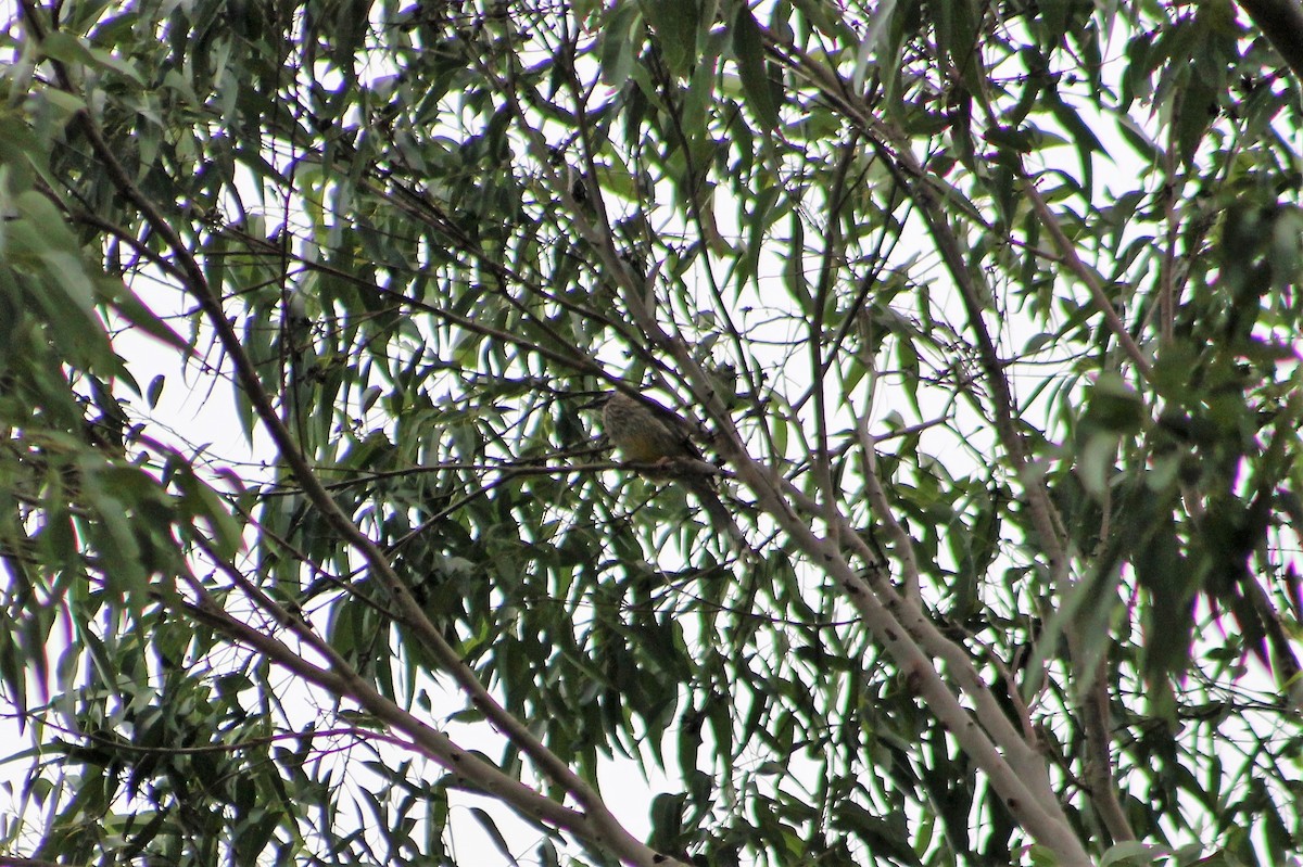 Red Wattlebird - ML233741171