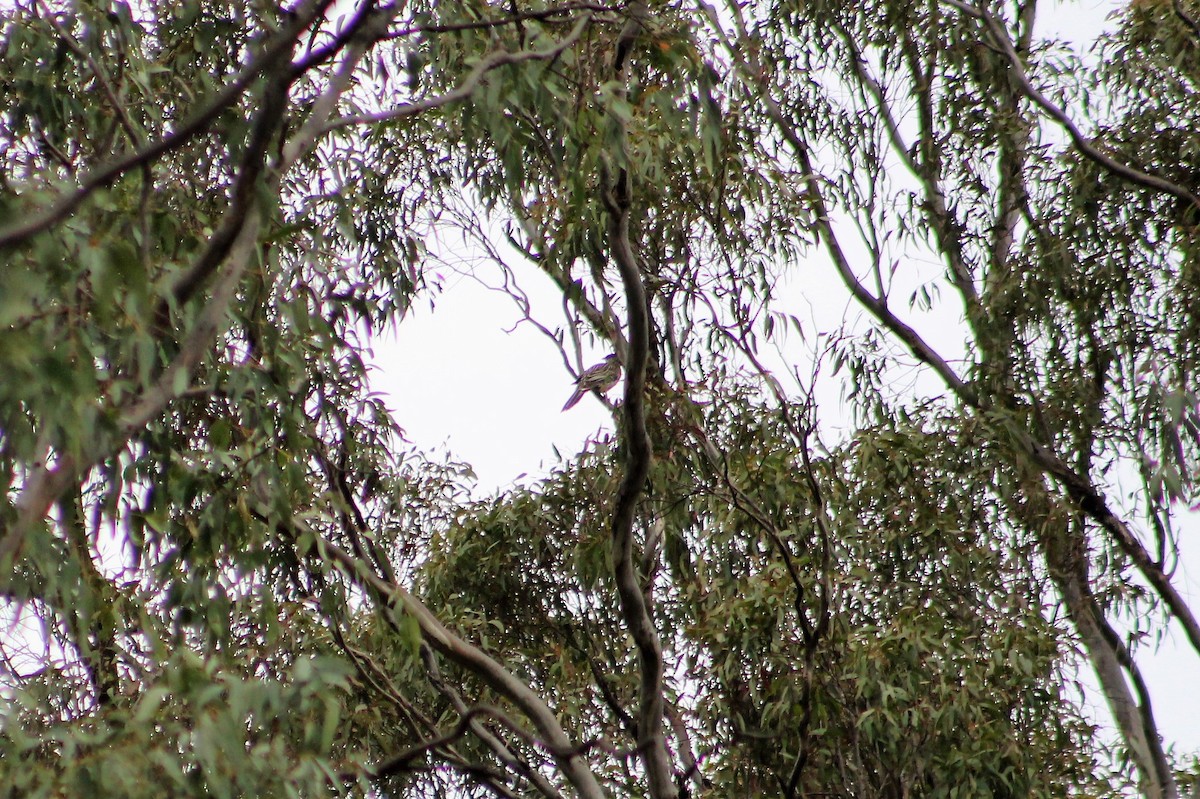 Red Wattlebird - Sam Adams