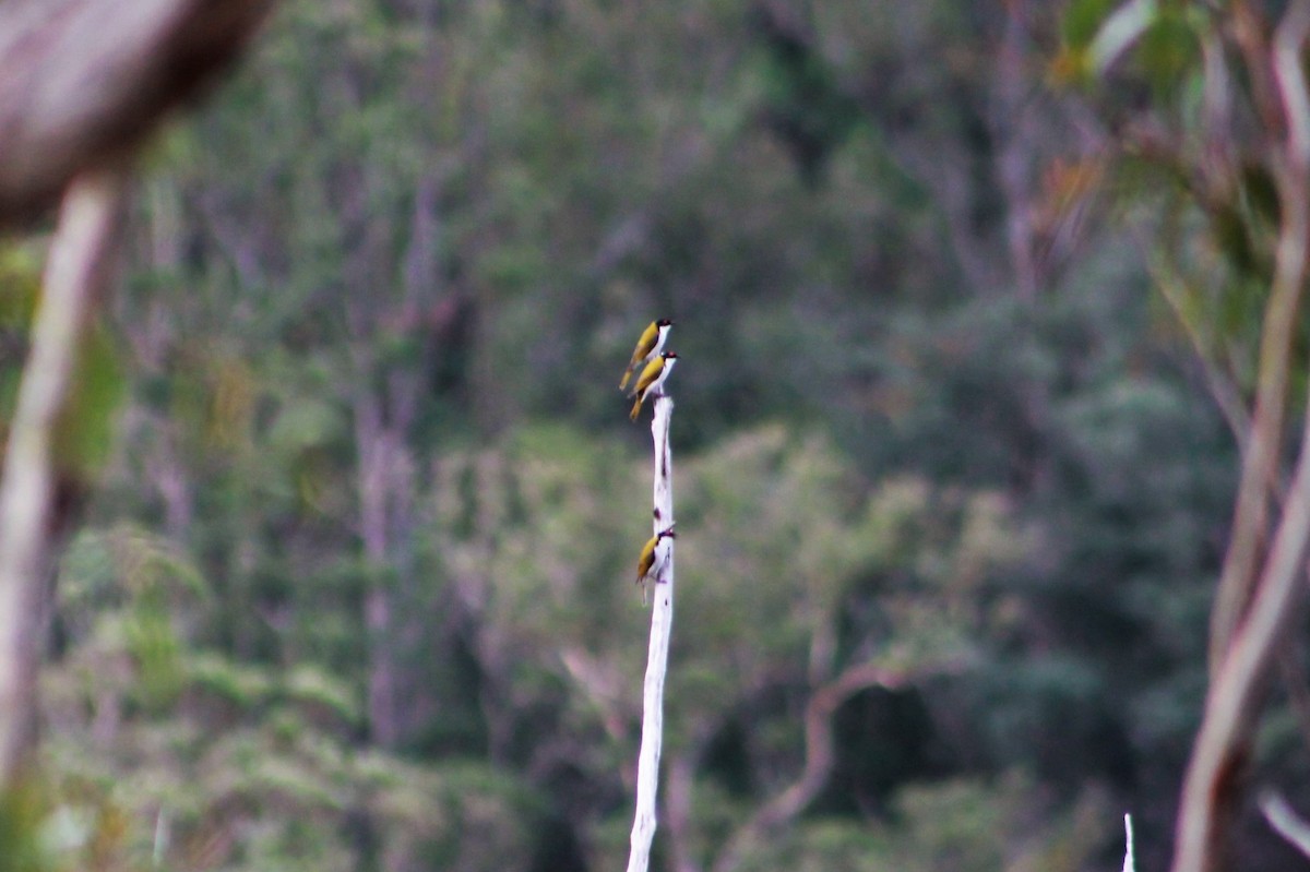 White-naped Honeyeater - ML233741191