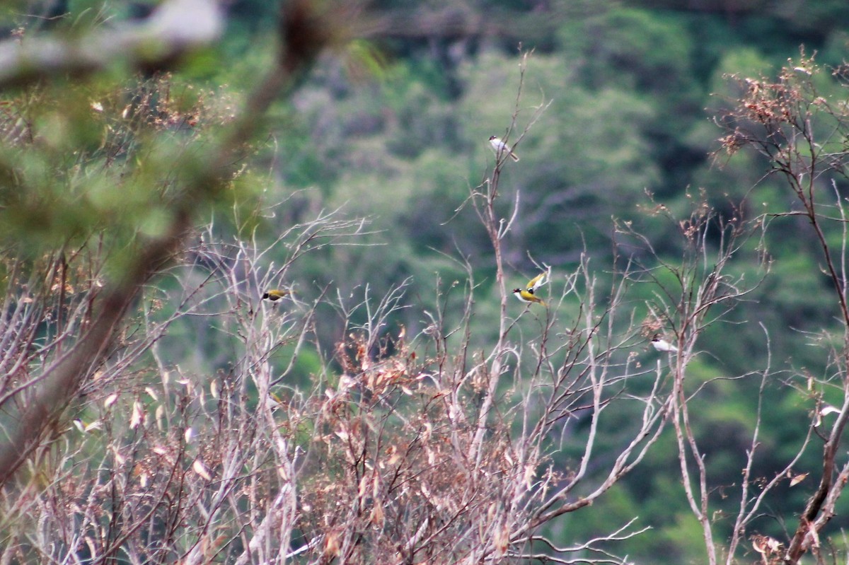 White-naped Honeyeater - Sam Adams