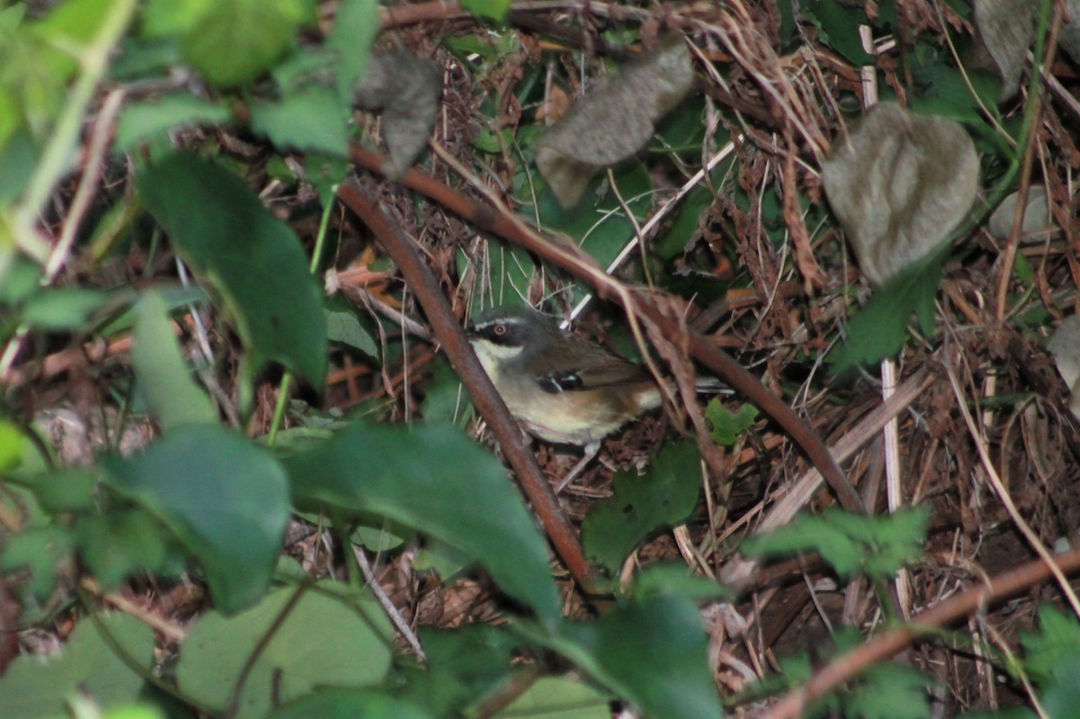 White-browed Scrubwren (Buff-breasted) - ML233741241