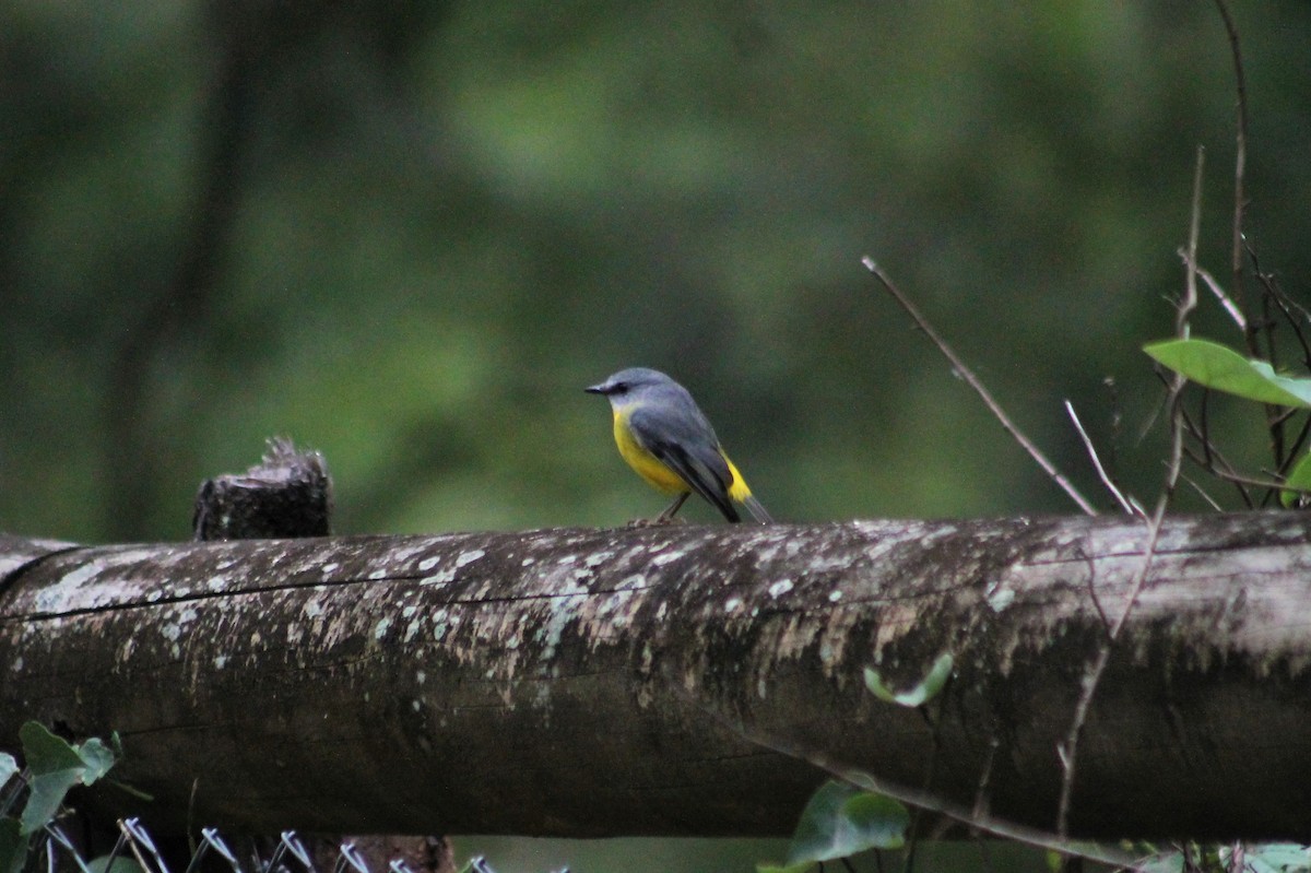 Eastern Yellow Robin - Sam Adams