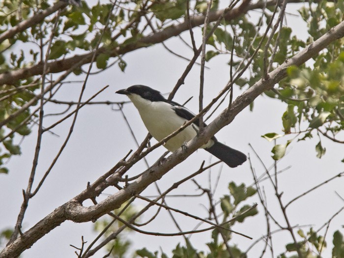 Gabon Boubou (Okavango) - ML233741381